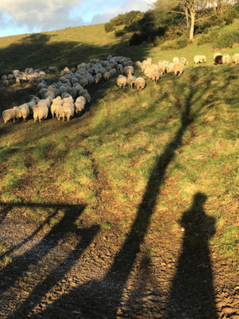 Sheep and shadows